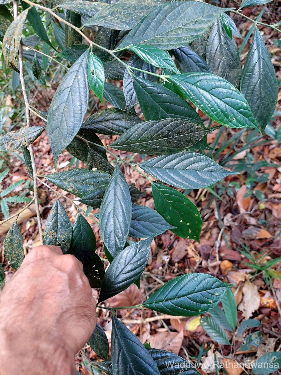 Gironniera parvifolia Planch.